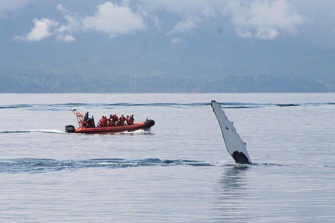 Victoria: Winter Whale Watching & Marine Wildlife Tour - An In-Depth Look at the Tour Experience