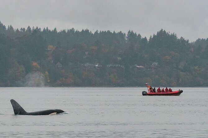 Victoria: Winter Whale Watching & Marine Wildlife Tour - Pricing and Value
