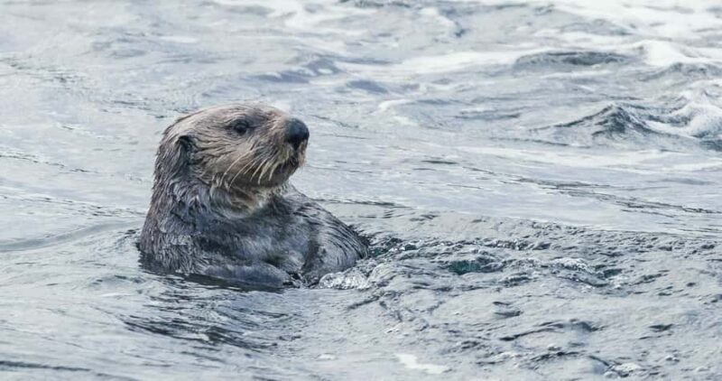 Victoria: Winter Wildlife Tour with Hot Drinks - What Makes This Wildlife Tour Stand Out?