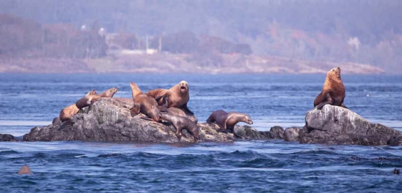 Victoria: Winter Wildlife Tour with Hot Drinks - The Itinerary and Experience in Detail