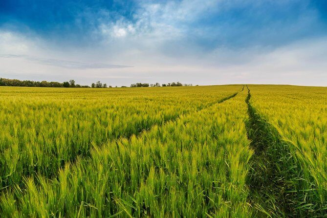 Vienna-Budapest One-Way Sightseeing Transfer - Authentic Experiences and Review Insights