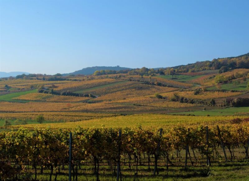 Vienna: Full-Day Vienna Woods Wine Tasting Tour - Authentic Reviews and Insights