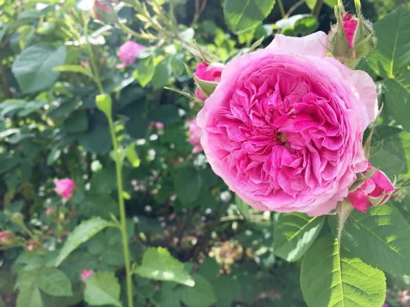 Vienna: Klimt Villa (Gustav Klimt Atelier & Museum) Ticket - Frequently Asked Questions