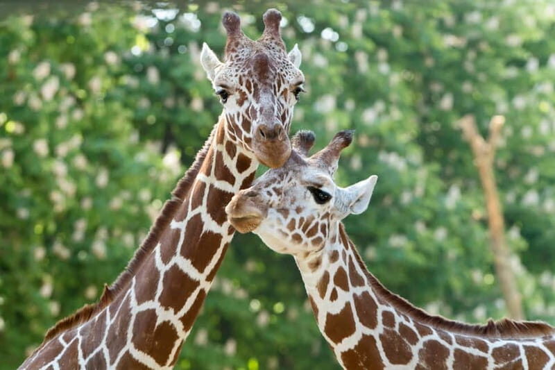 Vienna: Skip-the-line Tickets for Schönbrunn Zoo - Deep Dive into the Itinerary