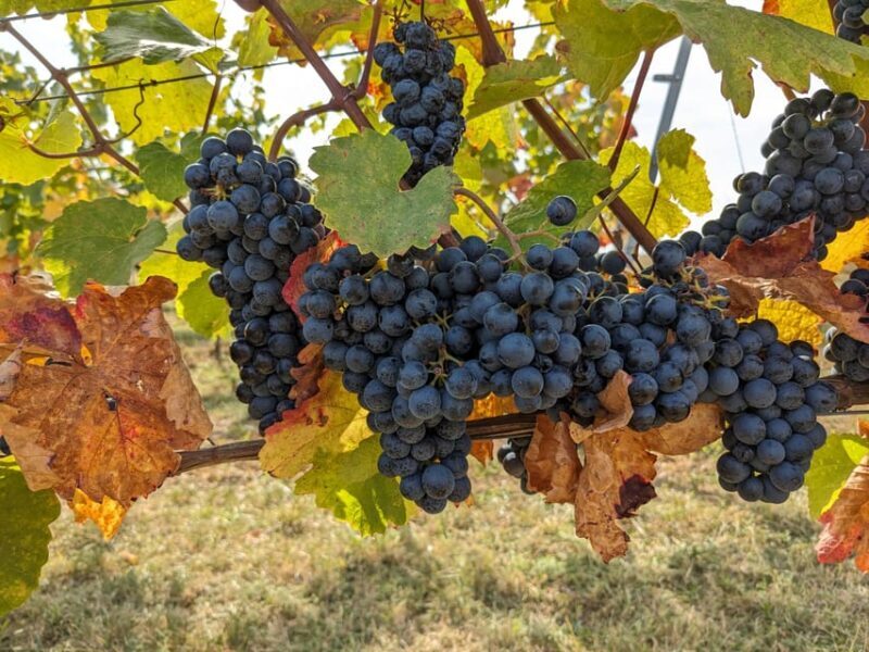 Vienna: Small-Group Wine Tasting Tour - An In-Depth Look at the Vienna Small-Group Wine Tasting Tour