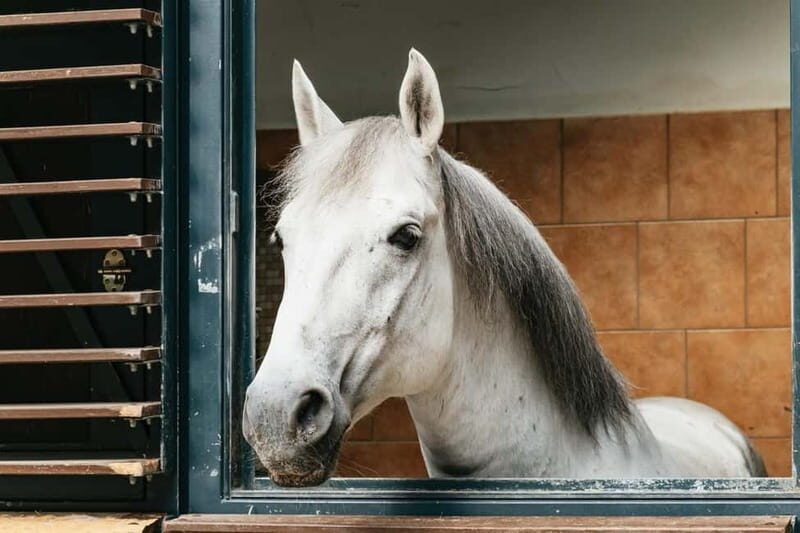 Vienna: Spanish Riding School Guided Architectural Tour - Key Points