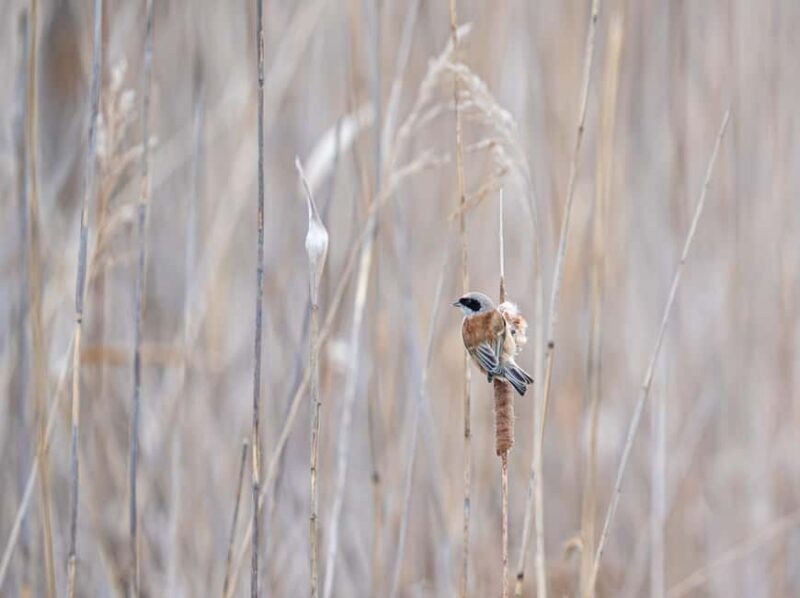 Vienna: Urban Birding  Guided bird watching tour in the big city! - Key Points