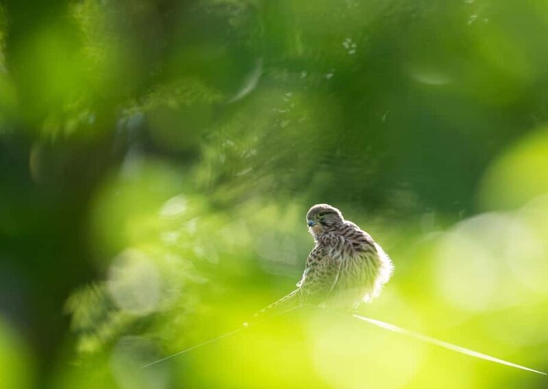 Vienna: Urban Birding  Guided bird watching tour in the big city! - The Itinerary in Detail