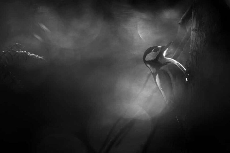 Vienna: Urban Birding  Guided bird watching tour in the big city! - The Sum Up