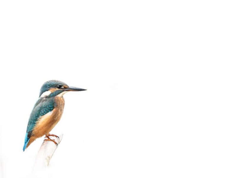 Vienna: Urban Birding  Guided bird watching tour in the big city! - FAQs