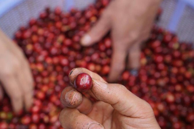 Vietnamese Coffee Master Class - An In-depth Look at the Vietnamese Coffee Master Class