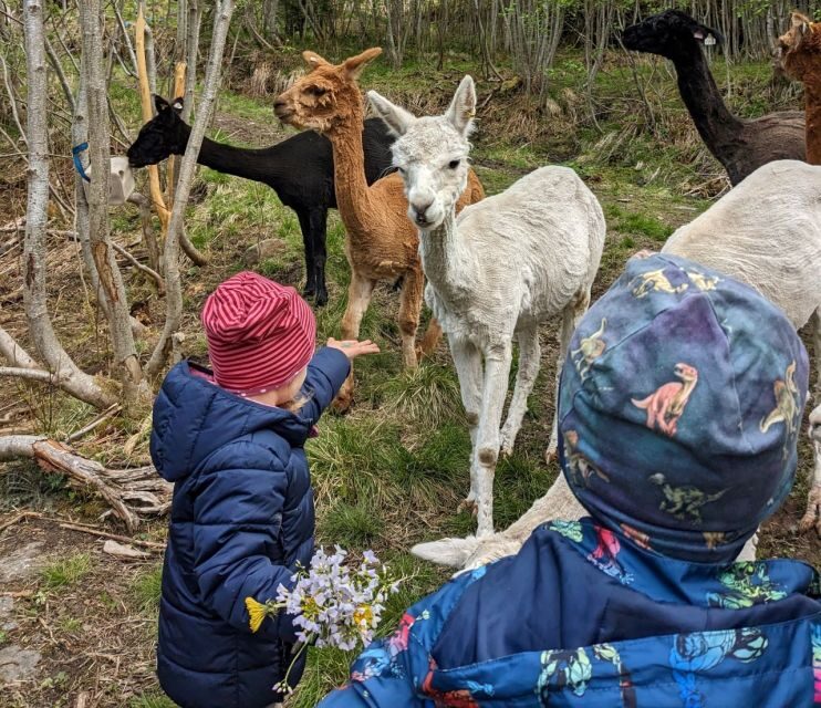 Vik i Sogn: Authentic Farm Visit - Value & Cost Analysis