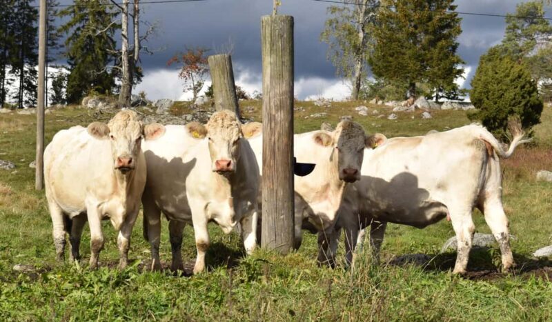 Viking History Half-Day Tour from Stockholm - Who Is This Tour Best For?