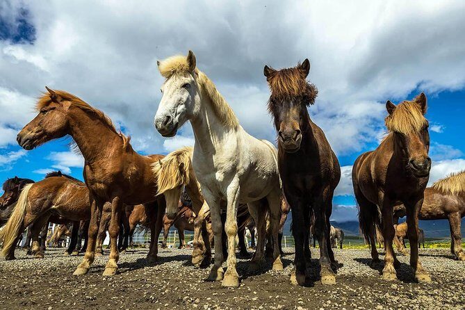 Viking Horse Riding and Golden Circle Tour from Reykjavik - Practical Considerations