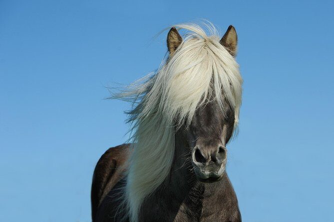 Viking Horse Riding and Golden Circle Tour from Reykjavik - Frequently Asked Questions