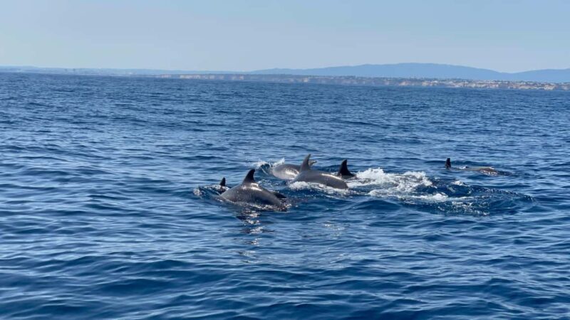 Vilamoura: Private boat Marine Wildlife Watching Safari - How This Tour Compares & Why It Stands Out