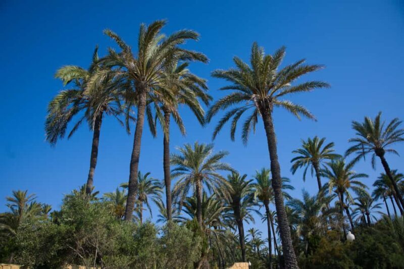 Village Street Market: Santa Pola - Introduction: A Coastal Snapshot with Authentic Flavors