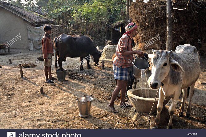 Village Tour - Exploring Village Life Outside Varanasi: An Honest Review