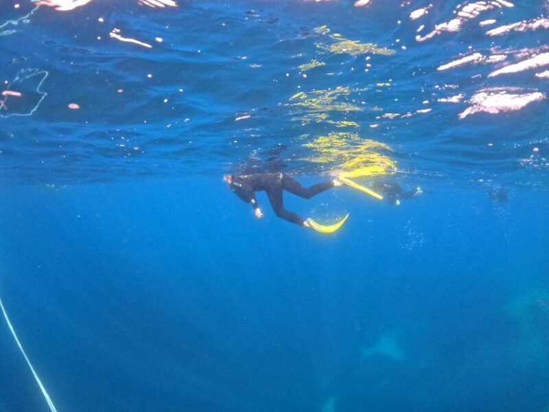 Villasimius: Snorkeling Tour in Capo Carbonara - Key Points