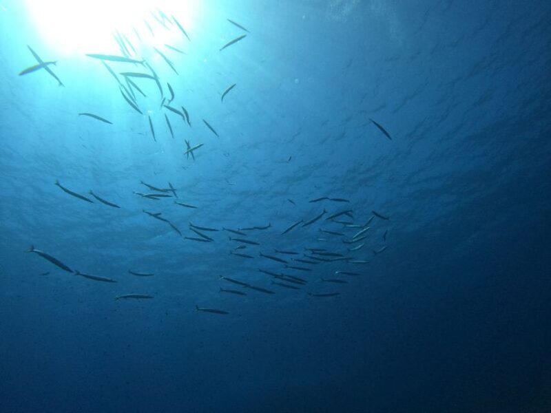 Villasimius: Snorkeling Tour in Capo Carbonara - Starting Point: Archeo Diving