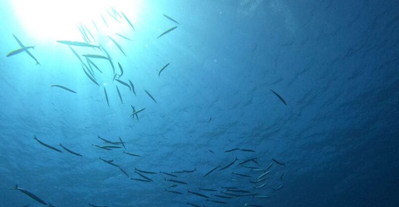 Villasimius: Snorkeling Tour in Capo Carbonara - Snorkeling Locations and Marine Biodiversity