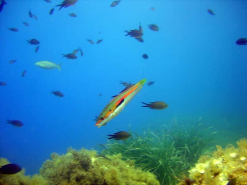 Villefranche-sur-Mer: Experience an introduction to scuba diving - An In-Depth Look at the Experience