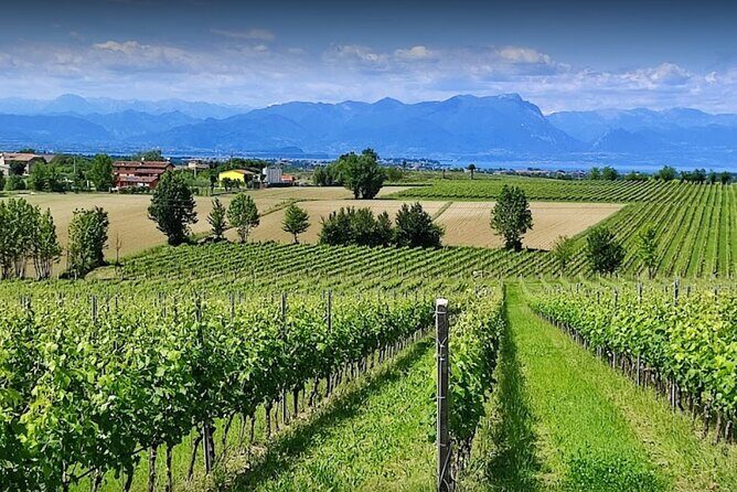 Vineyard Tour and Tasting of Lugana Wines - Key Points