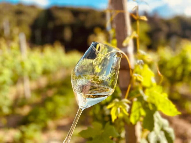 Vineyard Tour and Wine Tasting - Key Points