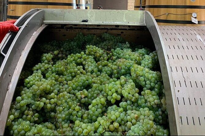 Vineyard, tour, tasting and fun in San Miguel de Allende - FAQs