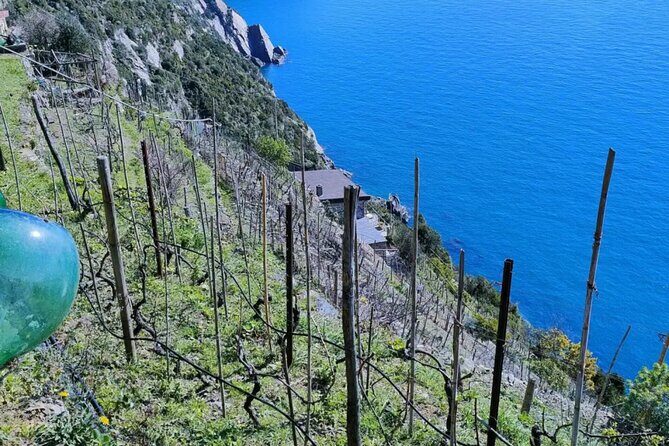 Vineyard Tour with Wine Tasting in Cinque Terre - Key Points