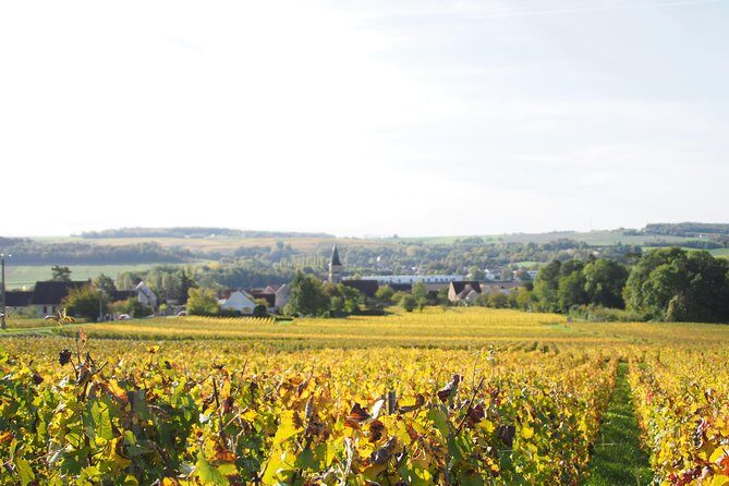 Vineyard Walking Tour & 5 Champagnes Tasting - FAQ: Your Questions Answered