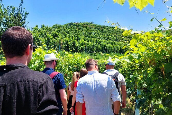 Vineyards, Albanian Wine Food Tasting Tour from Durres/Tirana - Exploring Albania’s Hidden Wine Treasures: A Detailed Review of the Vineyards, Albanian Wine Food Tasting Tour
