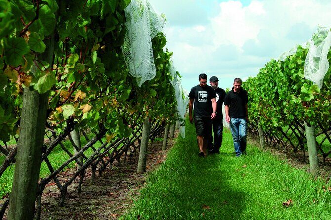 Vineyards Honey and Black Sand Beaches from Auckland - The Bottom Line