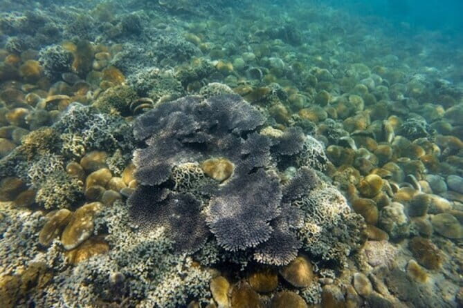 Vinh Hy Bay Snorkeling, Hidden Waterfall Discovery from Mui Ne - First Stop: Grape Garden & Cham Pottery Village