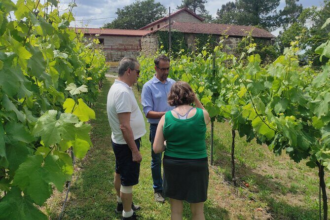 Vinho Verde 2 Wineries + Cultural Guimarães - Private/from Porto - Who Should Consider This Tour?