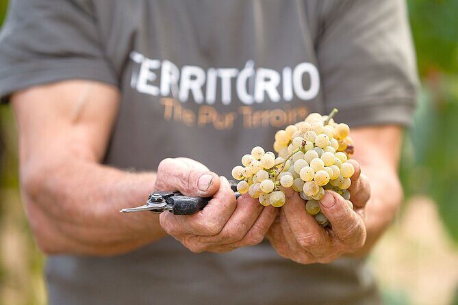 Vinho Verde Experience with 2 Wineries and Lunch - The Authenticity and Value of the Tour