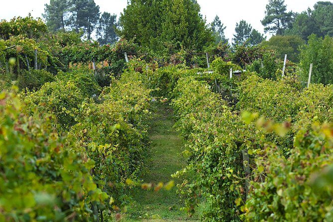 Vinho Verde Experience with 2 Wineries and Lunch - Frequently Asked Questions