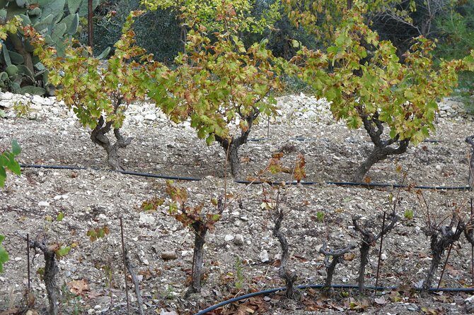 Vino Venture: Explore With A Local - Troodos Mountains thru Wine! - FAQ