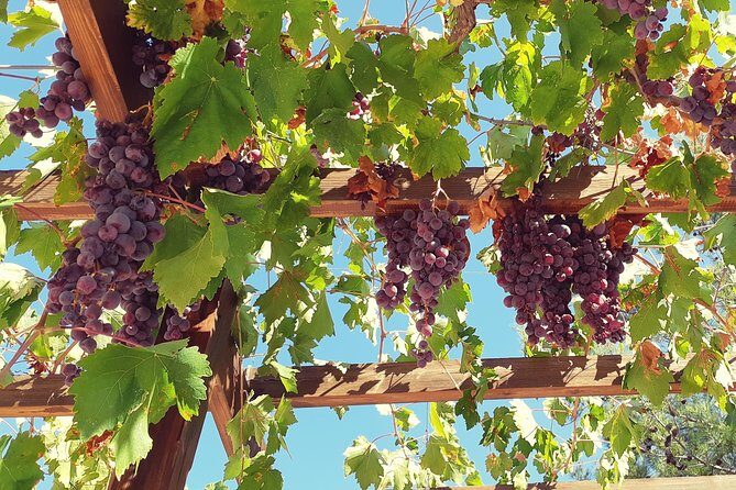 Vino Venture: Explore With A Local - Troodos Mountains thru Wine! - Starting Off: Pickup and Introduction to Cyprus’s Wine Scene