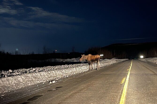 Vip Aurora Adventure from Fairbanks - Analyzing the Experience: What to Expect