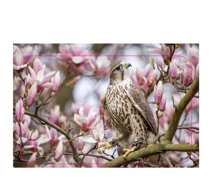 VIP falconry taster session - VIP Falconry Taster Session: An Up-Close Encounter with Birds of Prey in Germany
