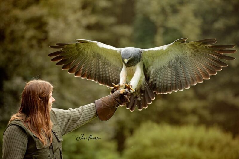 VIP falconry taster session - The Birds of Prey and Owls: Close Encounters