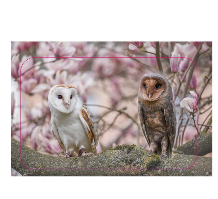 VIP falconry taster session - The Sum Up