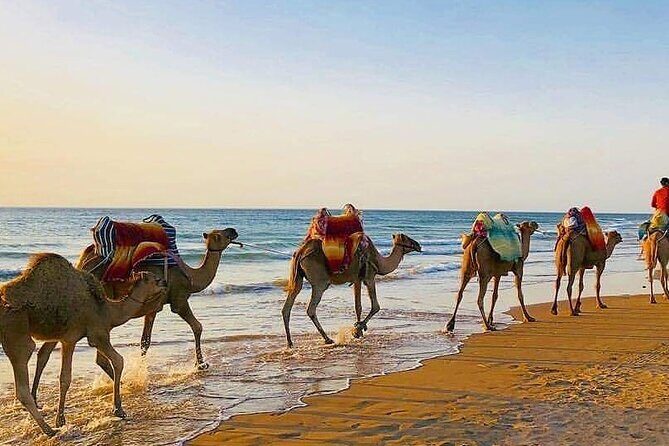 Vip Full Day Private Tangier Tour From Malaga All Inclusive - Final Thoughts: Who Should Book This Tour?