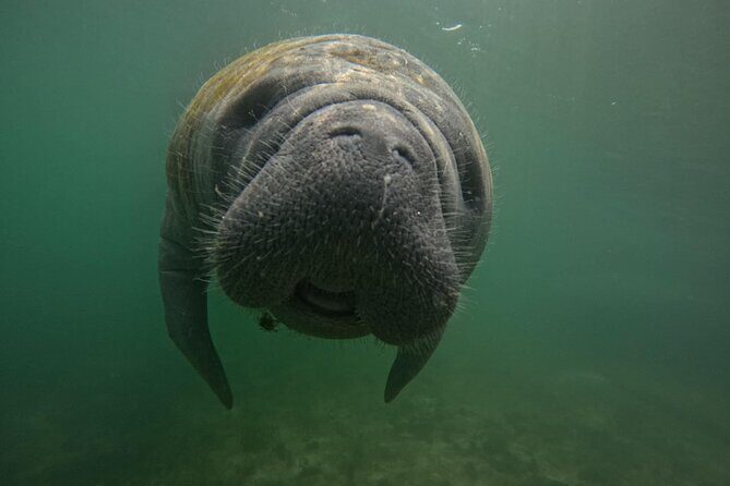 VIP Guided Swim with Manatee Tour Crystal River FL Free Photos - What Makes This Tour Special?