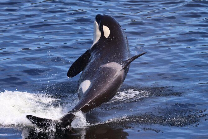 VIP Private Alaska Native Excursion (Cultural, Scenic Experience) - The Guided Experience — Knowledgeable and Passionate Guides