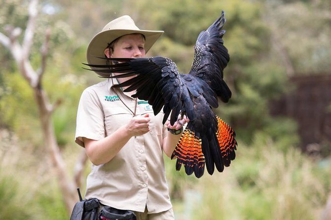 VIP Sanctuary Tour at Healesville Sanctuary - excl. entry - Exploring the Itinerary: What to Expect