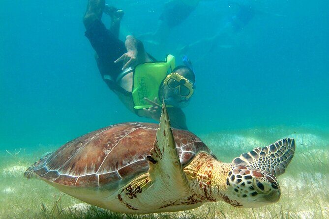 VIP Tulum & Turtles Private Tour - Key Points