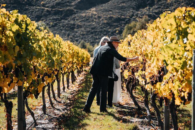 VIP Wine Experience from Queenstown Including Gourmet Lunch. - What Makes This Tour Stand Out?