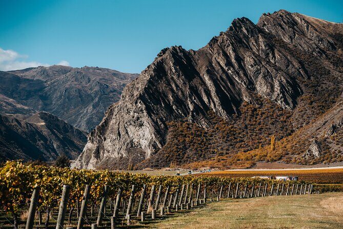VIP Wine Experience from Queenstown Including Gourmet Lunch. - The Sum Up